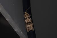 Cnephasia