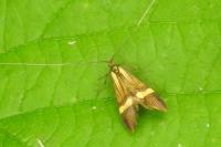Nemophora degeerella