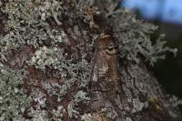 Cossus cossus