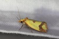 Agapeta zoegana