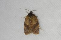 Cacoecimorpha pronubana