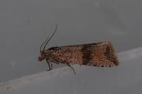 Celypha striana