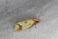 Agapeta zoegana