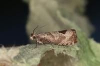 Notocelia uddmanniana