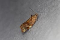 Ditula angustiorana