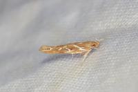 Pyroderces argyrogrammos