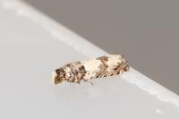 Epinotia thapsiana