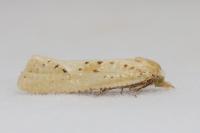 Cochylimorpha meridiana