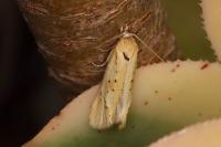 Cochylimorpha meridiana