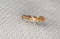 Phyllonorycter