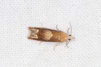 Eucosma conterminana