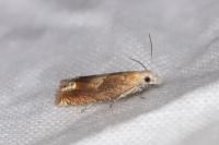 Eucosma conterminana