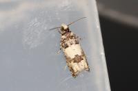 Epinotia thapsiana