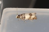 Epinotia thapsiana