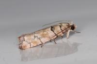 Pseudococcyx tessulatana