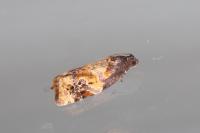 Ditula angustiorana