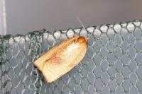 Cacoecimorpha pronubana