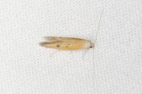 Epidola stigma