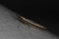 Pleurota aristella
