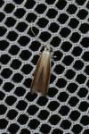 Coleophora saturatella