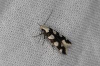 Pseudotelphusa tessella