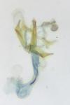 Coleophora glaucicolella