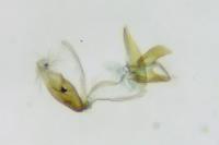 Aproaerema larseniella