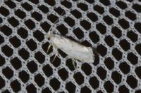 Niphonympha dealbatella