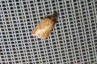 Acleris