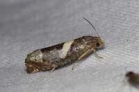Epiblema foenella