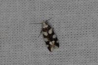 Pseudotelphusa tessella