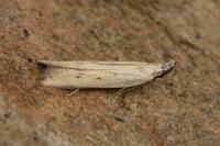 Mesophleps corsicella