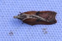 Acleris cristana