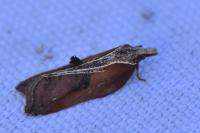 Acleris cristana