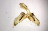 Chamaesphecia empiformis
