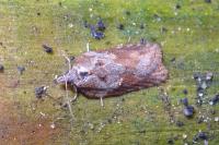 Acleris