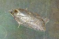 Acleris