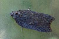 Acleris