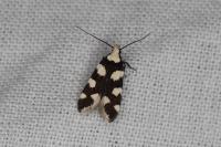 Pseudotelphusa tessella