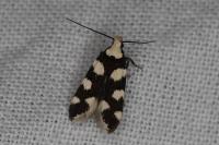 Pseudotelphusa tessella