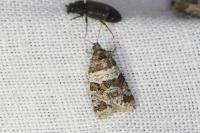 Isotrias rectifasciana