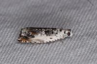 Ancylis laetana