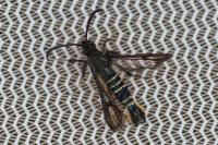 Bembecia ichneumoniformis