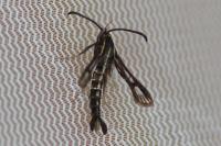 Chamaesphecia leucopsiformis