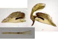 Chamaesphecia leucopsiformis