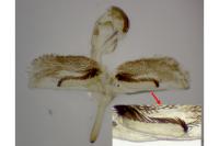 Bembecia ichneumoniformis