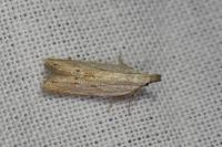 Anarsia bilbainella
