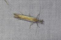 Pleurota aristella