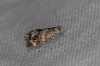 Tebenna micalis