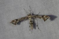 Platyptilia gonodactyla